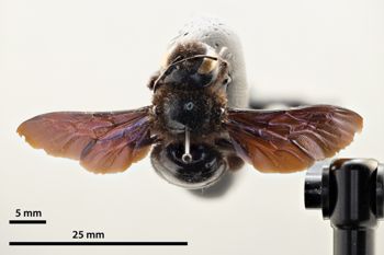 Media type: image;   Entomology 810630 Aspect: habitus dorsal view